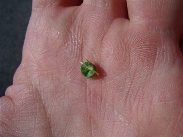 Medicago sativa / Erba medica
